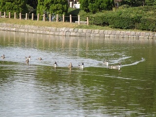 IMG_3072.JPG