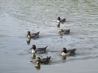 IMG_3075.JPG